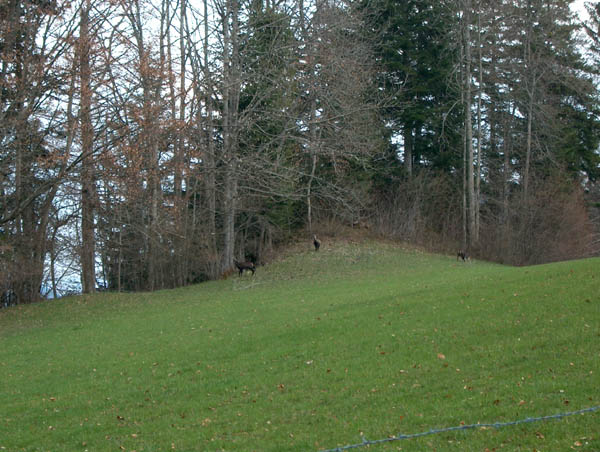 040411_Paques_aux_Bois