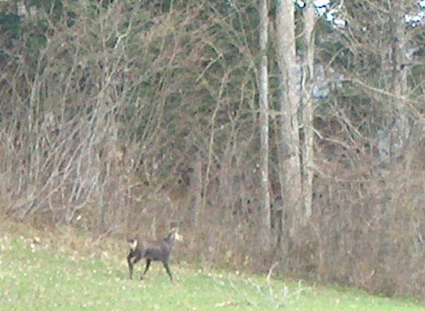 040411_Paques_aux_Bois