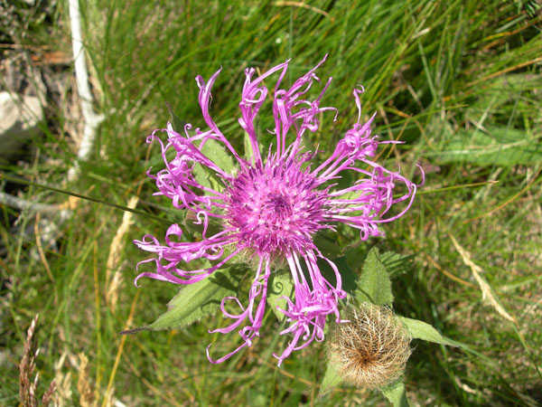 050726_TourLacSilvaplana 011