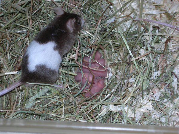 070718_1ere_Naissance 004