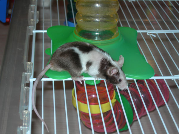 071014_SourisMalePourReproduction 003