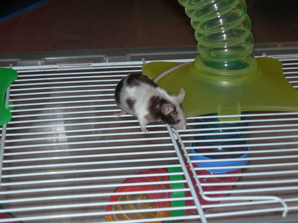071014_SourisMalePourReproduction 005