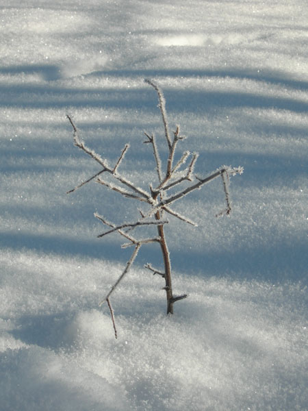 071227_BalladeMatinale_010