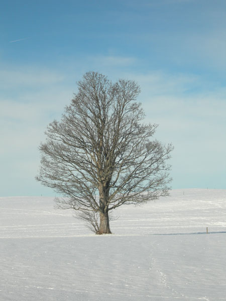 071227_BalladeMatinale_024