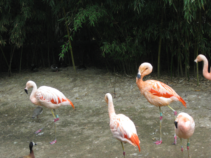 090601_VillarsLesDombes 0050