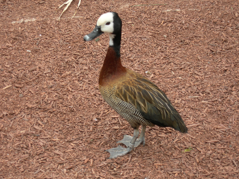 090601_VillarsLesDombes 0056