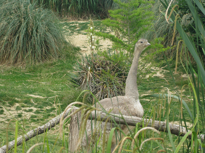 090601_VillarsLesDombes 0068