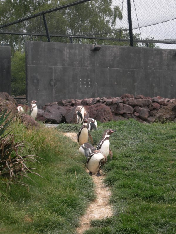 090601_VillarsLesDombes 0076