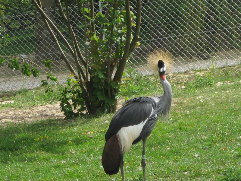 090601_VillarsLesDombes 0086