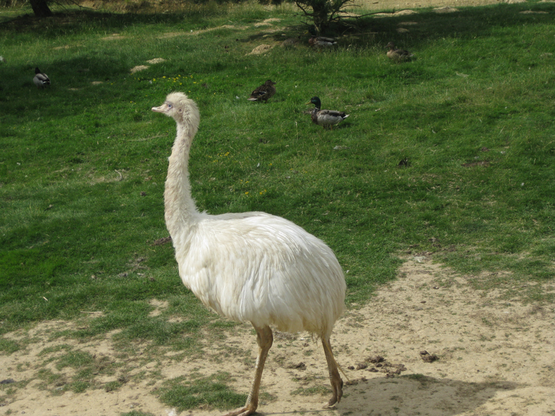 090601_VillarsLesDombes 0093