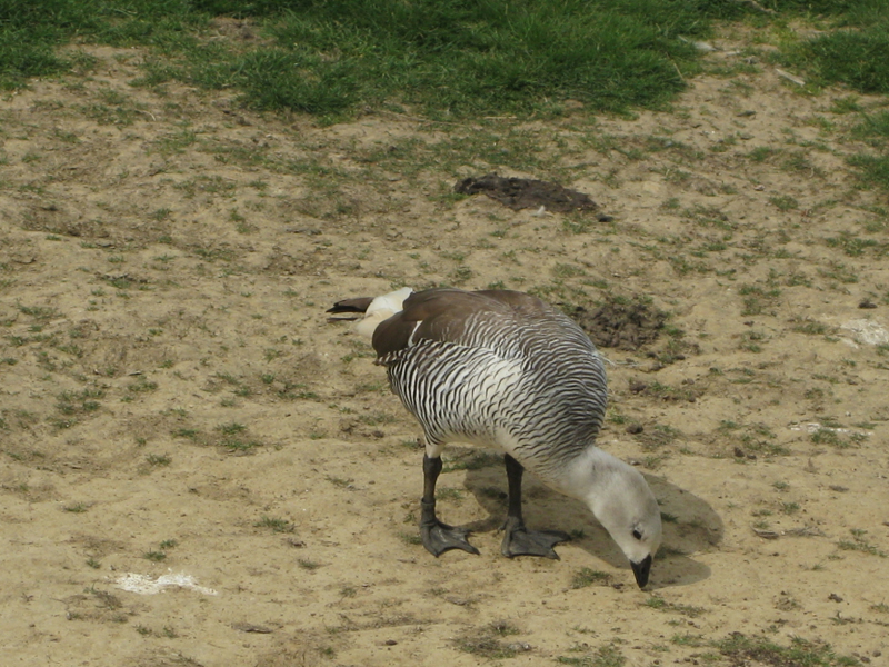 090601_VillarsLesDombes 0096