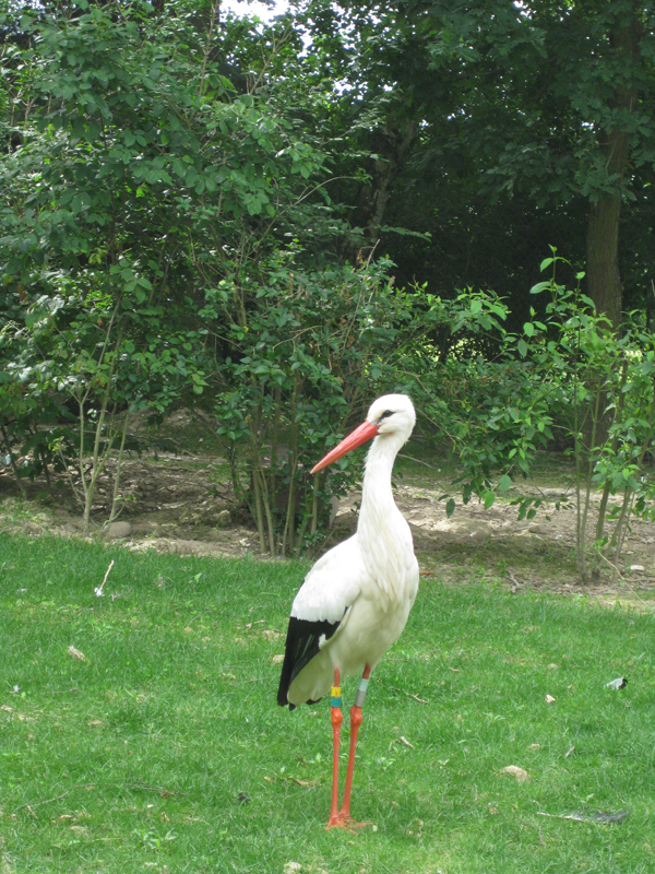 090601_VillarsLesDombes 0098