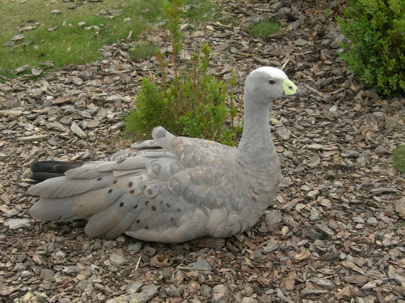 090601_VillarsLesDombes 0119