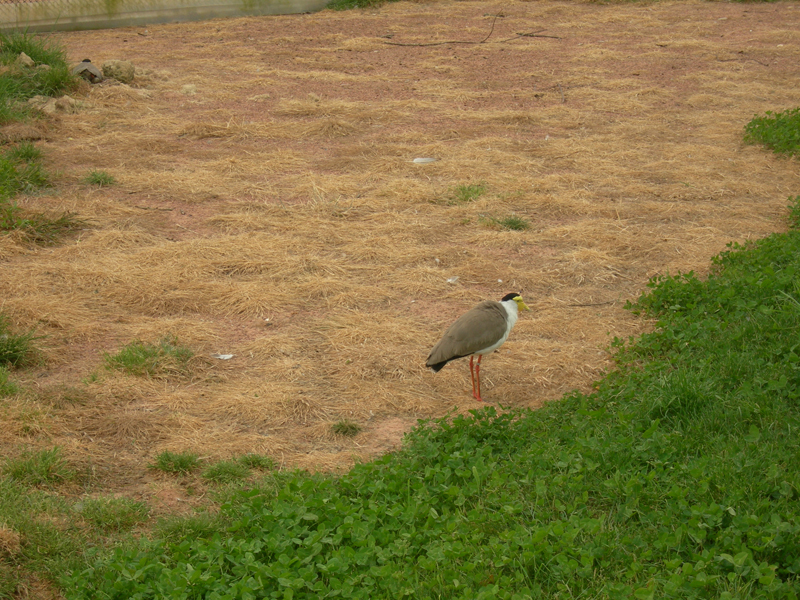 090601_VillarsLesDombes 0123