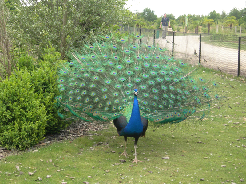 090601_VillarsLesDombes 0150