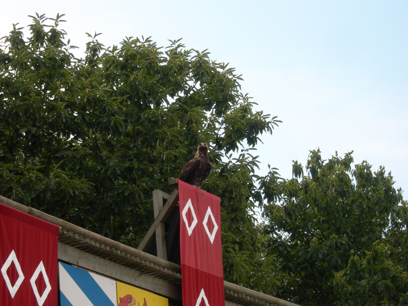 151_PuyDuFou_Oiseaux