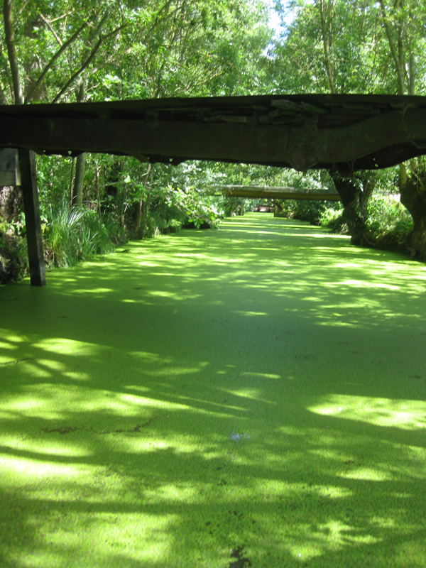 264_MaraisPoitevin_Bateau