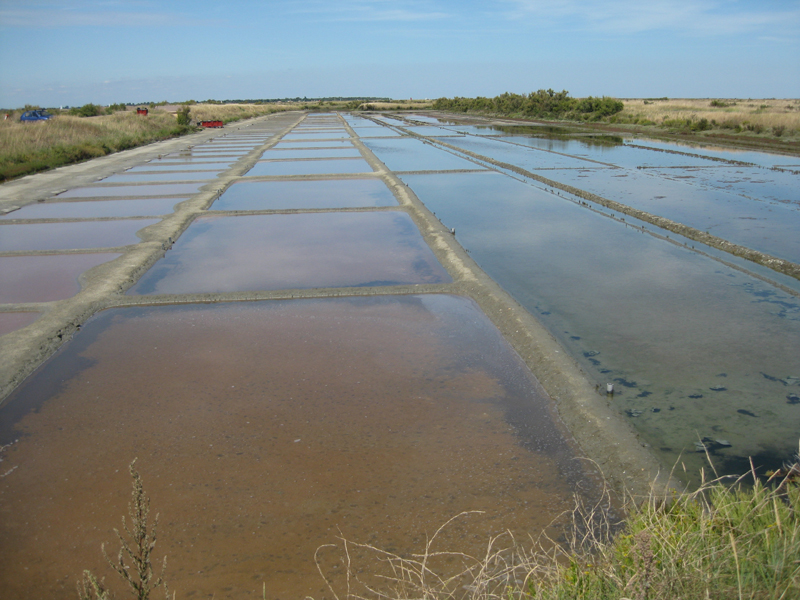 323_IleDeRé_MaraisSalant