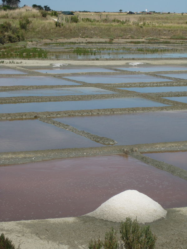 327_IleDeRé_MaraisSalant