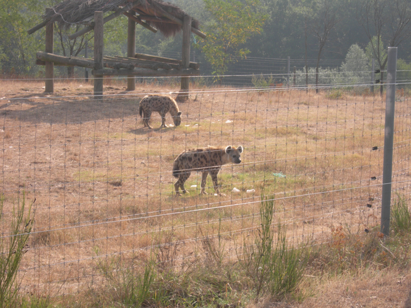 365_Peaugres_Voiture_Hyene
