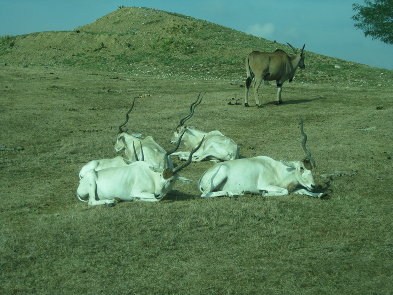 371_Peaugres_Voiture