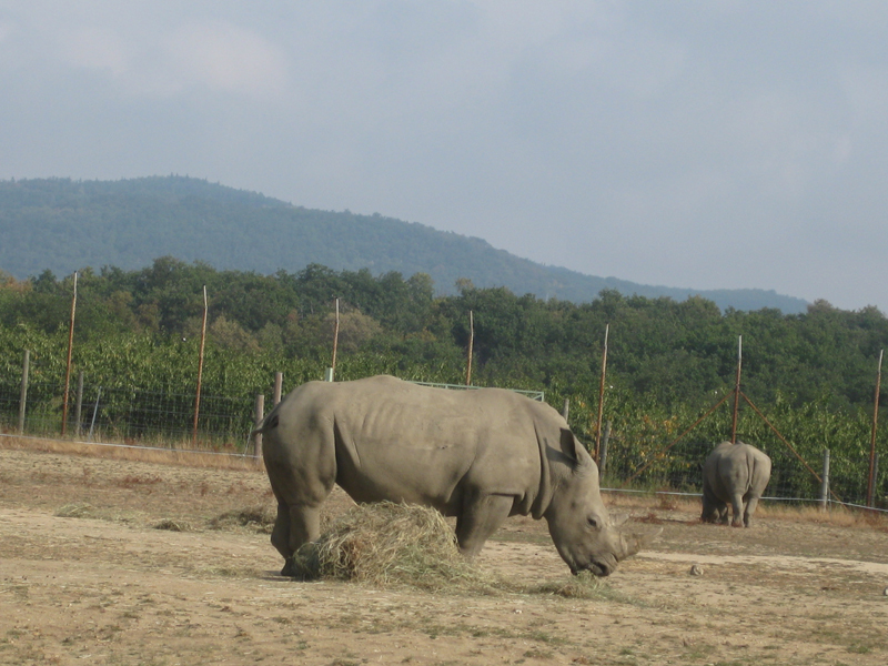 377_Peaugres_Voiture_Rhinocéros