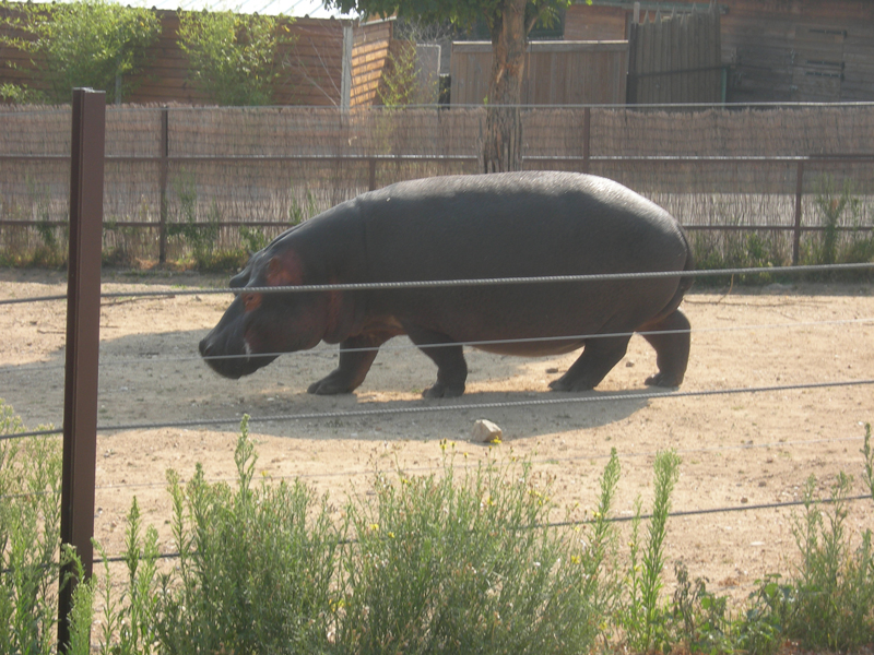 382_Peaugres_Voiture_Hippo