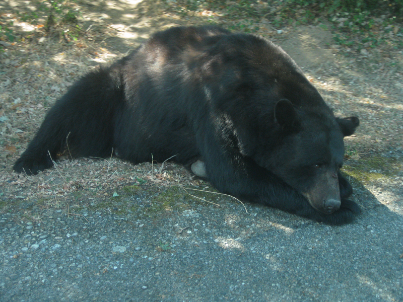 389_Peaugres_Voiture_Ours