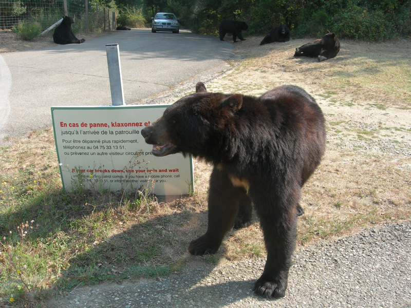 393_Peaugres_Voiture_Ours