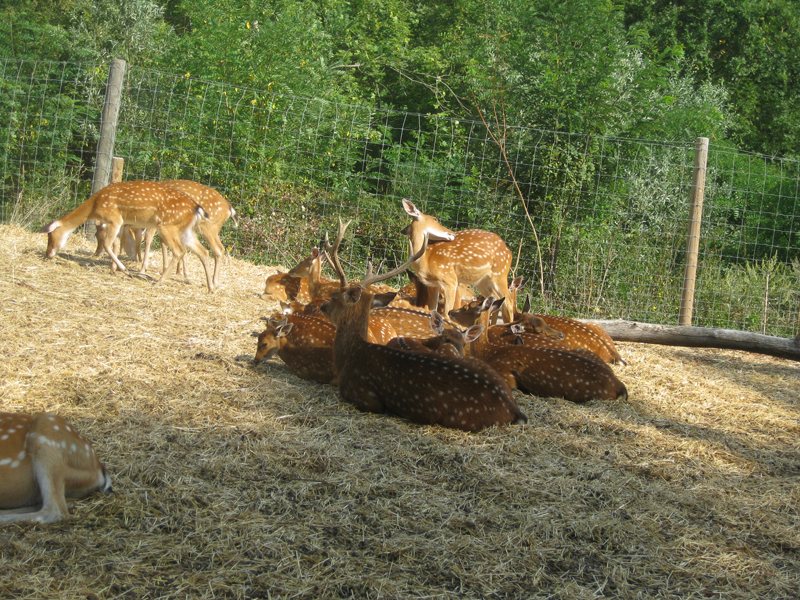 407_Peaugres_Voiture_Daim