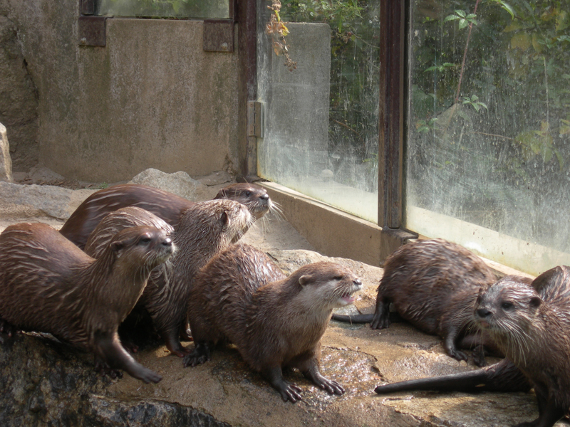 418_Peaugres_Pied_Loutres