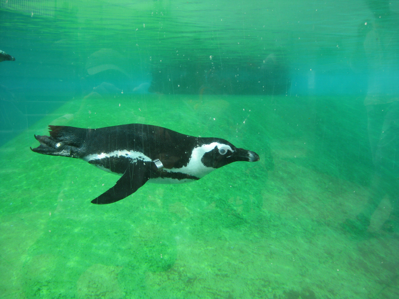 433_Peaugres_Pied_Otarie