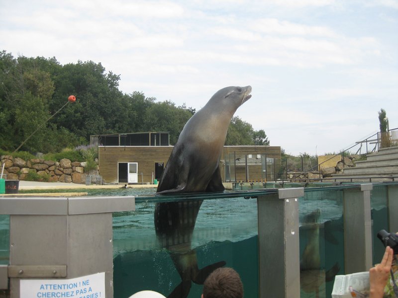 435_Peaugres_Pied_Otarie