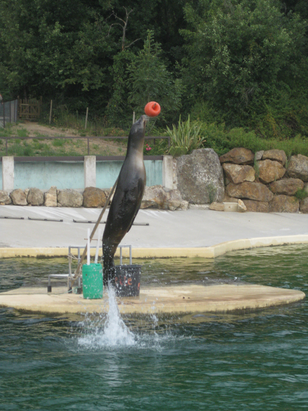 446_Peaugres_Pied_Otarie