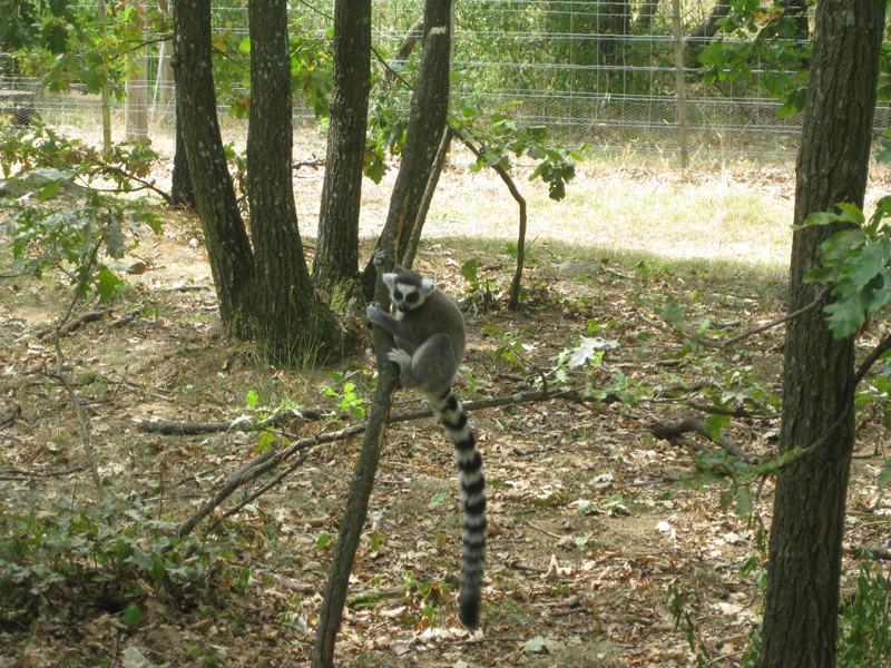 479_Peaugres_Pied_Lémuriens