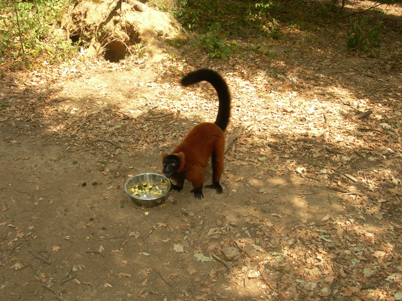 496_Peaugres_Pied_Lémuriens