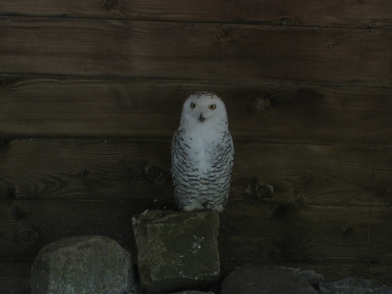 499_Peaugres_Pied_Harfang