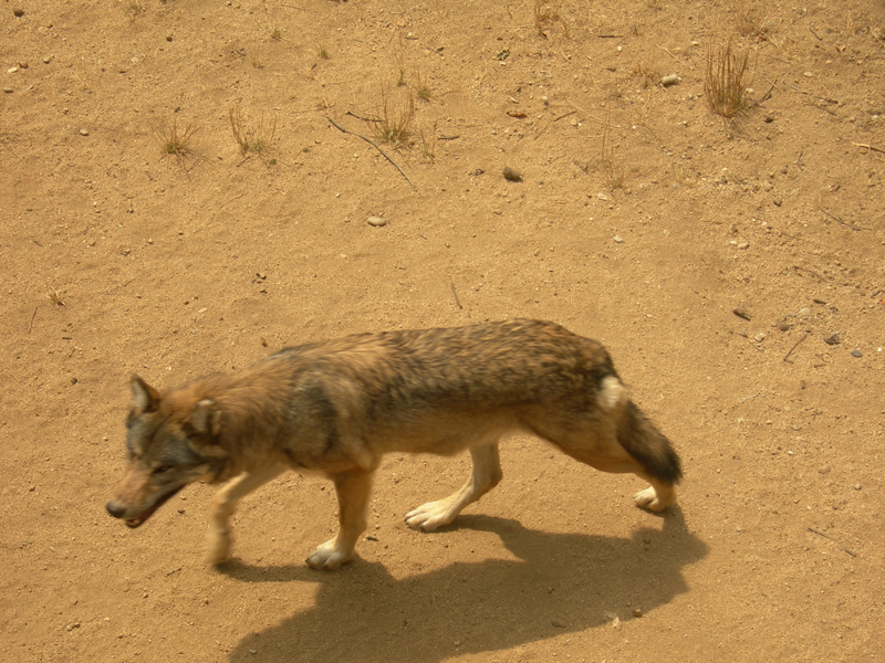 511_Peaugres_Pied_Loup