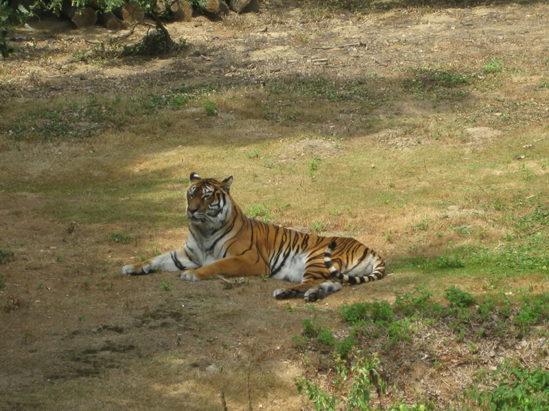 519_Peaugres_Pied_Tigre