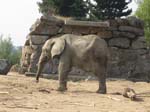364_Peaugres_Voiture_Elephant