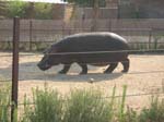 382_Peaugres_Voiture_Hippo