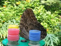 20140810 Papillorama 001