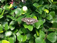 20140810 Papillorama 002