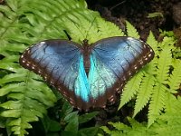 20140810 Papillorama 003