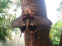 20140810 Papillorama 004